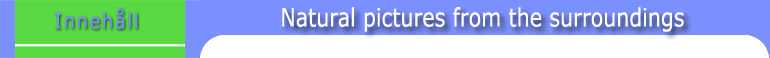 Natural pictures from the surroundings